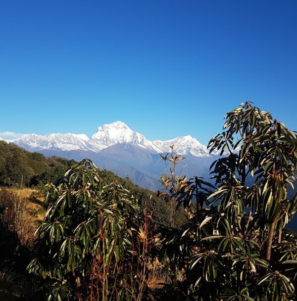 Ghorepani Poon Hill Trek