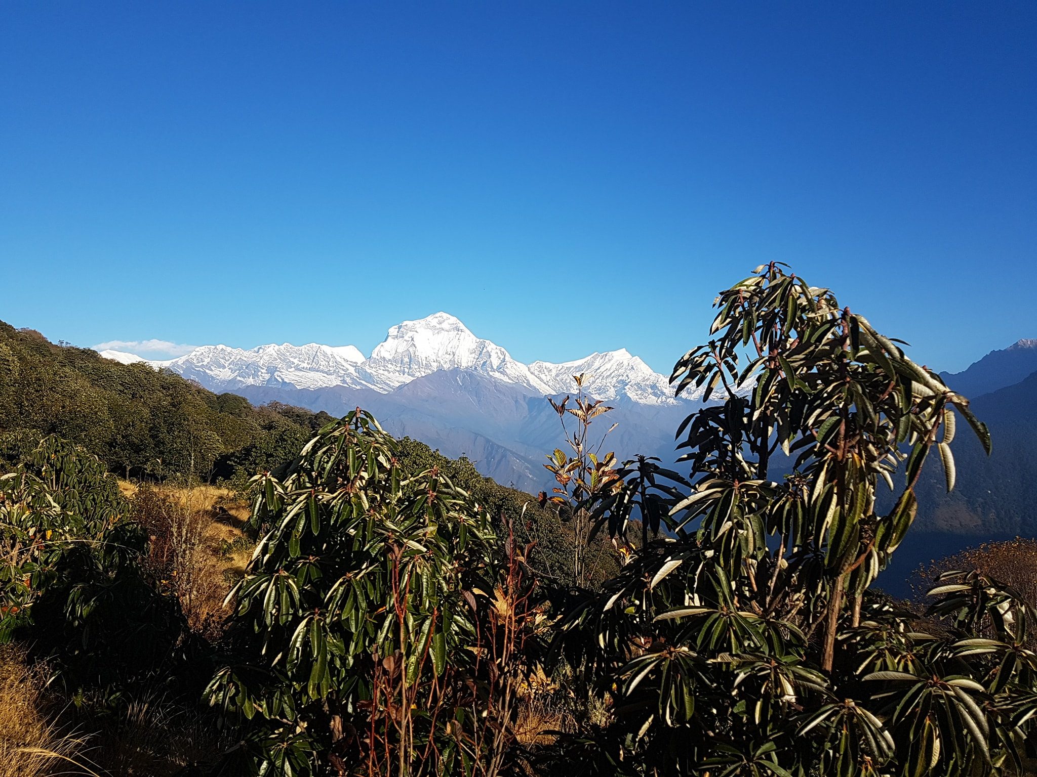 Ghorepani Poon Hill Trek