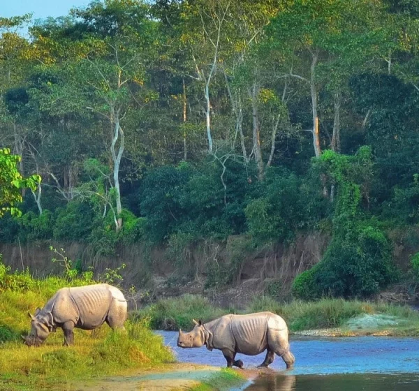 Chitwan Wildlife Safari