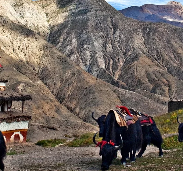 Upper Dolpo Trek